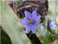 jetrenka